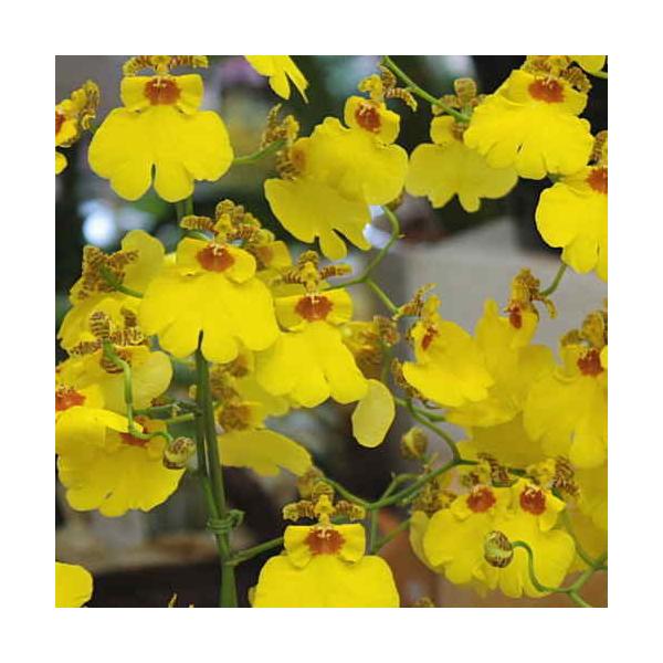 オンシジューム オンシジウム 3本立て 陶器鉢植え 黄色い蘭の花 Buyee 日本代购平台 产品购物网站大全 Buyee一站式代购 Bot Online