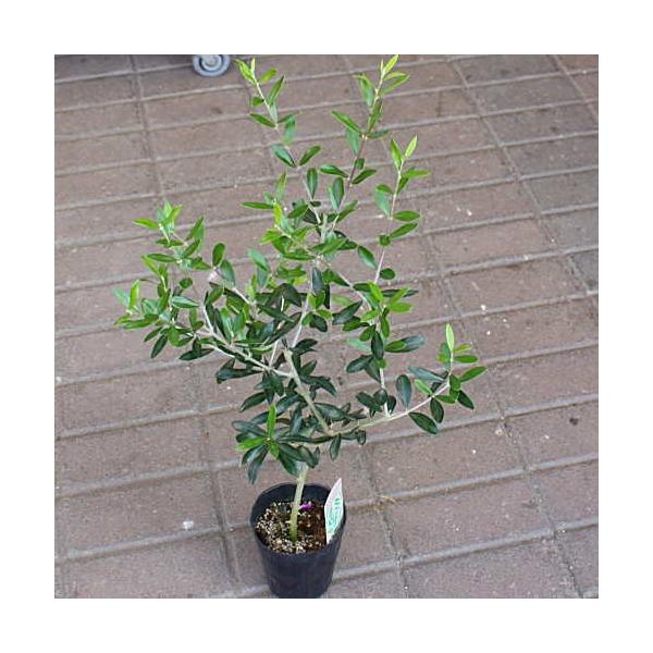 I[u A@yi킨܂z60TCY@3.5|bgc@