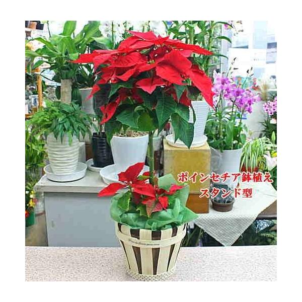 ポインセチア スタンド型 2段 5号かご付き鉢植え Buyee Buyee 日本の通販商品 オークションの代理入札 代理購入
