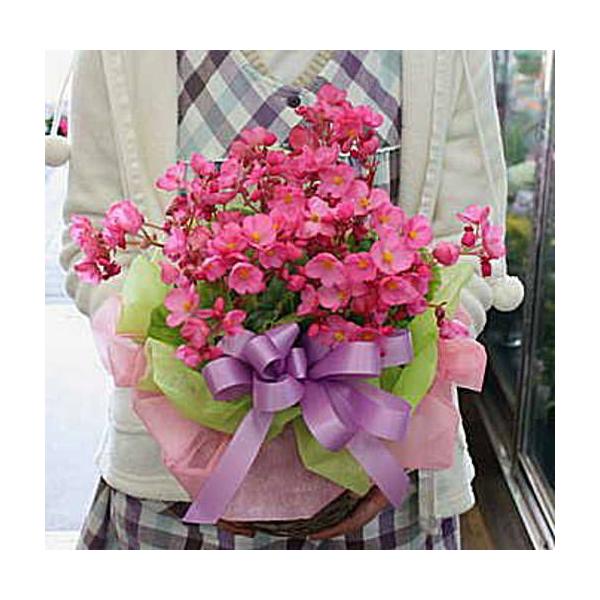季節の花鉢 ピンク色 ベゴニア ラブミー 籐かご付き 花ギフト Buyee Buyee 日本の通販商品 オークションの入札サポート 購入サポートサービス