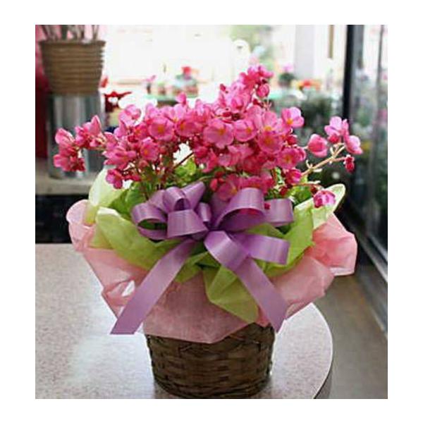 季節の花鉢 ピンク色 ベゴニア ラブミー 籐かご付き 花ギフト Buyee Buyee 日本の通販商品 オークションの入札サポート 購入サポートサービス
