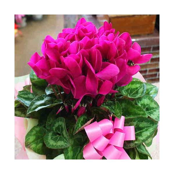 VN ZsNiԃsNFj5A@قt@av[g₨bɂȂւ̂₨ΕMtg