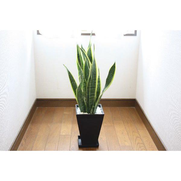 電磁波過敏症に良いとされているマイナスイオンの観葉植物 ギガランキングｊｐ