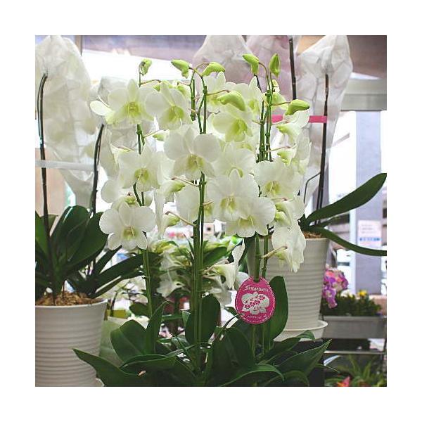 【花ギフト】洋蘭鉢植え デンファレ 白 5本立て陶器鉢植え 上品な花 :siro5f:クロスリースタイル - 通販 - Yahoo!ショッピング 【花ギフト】洋蘭鉢植え デンファレ 白 5本立て陶器鉢植え 上品な花 :siro5f:クロスリースタイル - 通販 - Yahoo!ショッピング