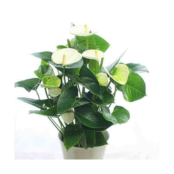 アンスリウム 6号鉢植え 花の色を選べます Buyee Buyee Japanese Proxy Service Buy From Japan Bot Online