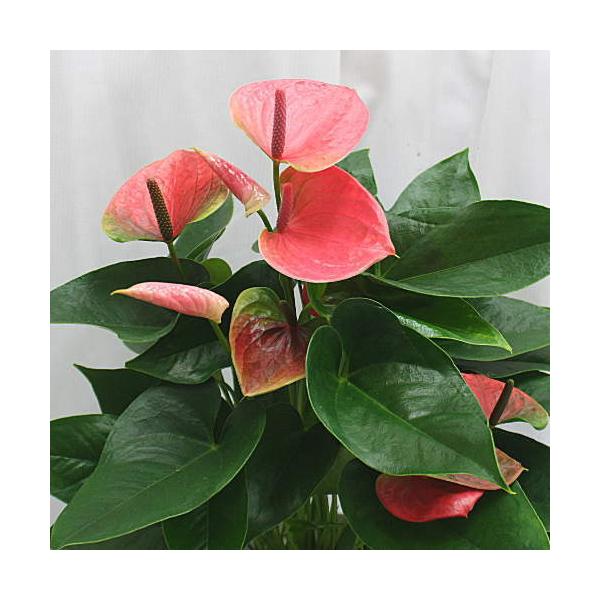 アンスリウム 6号鉢植え 花の色を選べます Buyee Buyee Japanese Proxy Service Buy From Japan Bot Online