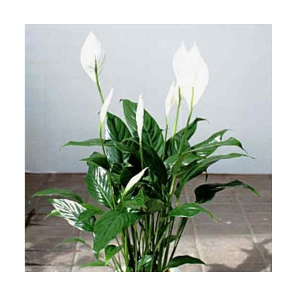 スパティフィラム 鉢植え 白の上品な花の咲く観葉植物 母の日 父の日 ギフト Buyee Buyee 일본 통신 판매 상품 옥션의 대리 입찰 대리 구매 서비스