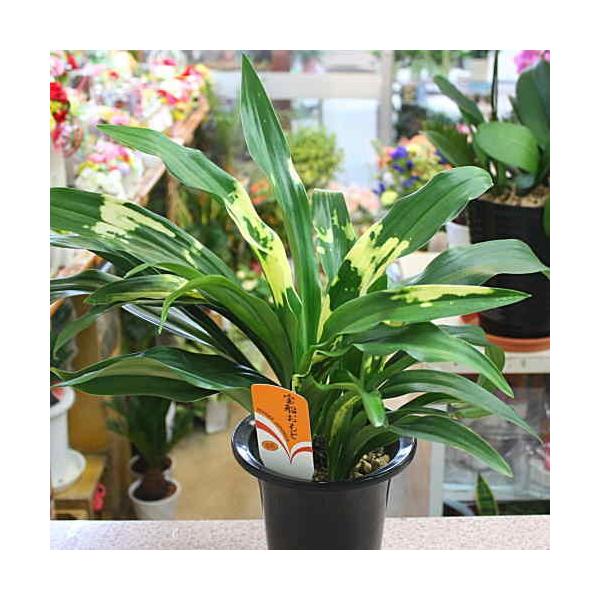 Ig^N gD@΁h @5.5A@N̗ǂ̐A