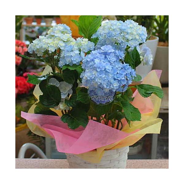 あじさい 鉢植え てまりてまり ブルー 5号鉢植え 籐かご付き 花 ギフト Buyee Buyee Japanese Proxy Service Buy From Japan Bot Online