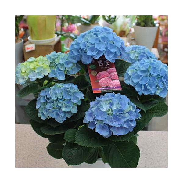 あじさい 鉢植え てまりてまり ブルー色 5号かご付き Buyee 日本代购平台 产品购物网站大全 Buyee一站式代购 Bot Online