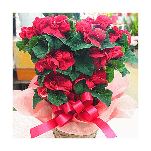 薔薇のようなポインセチア ウインターローズ 5号かご付き鉢植え Buyee Buyee 日本の通販商品 オークションの代理入札 代理購入