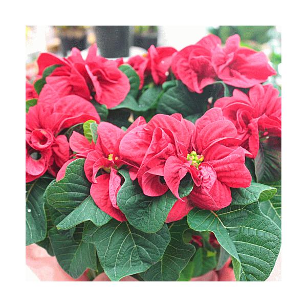 薔薇のようなポインセチア ウインターローズ 5号かご付き鉢植え Buyee Buyee Japanese Proxy Service Buy From Japan Bot Online