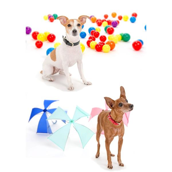 犬首輪おしゃれ革小型犬中型犬犬首輪犬の首輪オーストリッチ型押し首輪 Buyee Buyee 提供一站式最全面最專業現地yahoo Japan拍賣代bid代拍代購服務