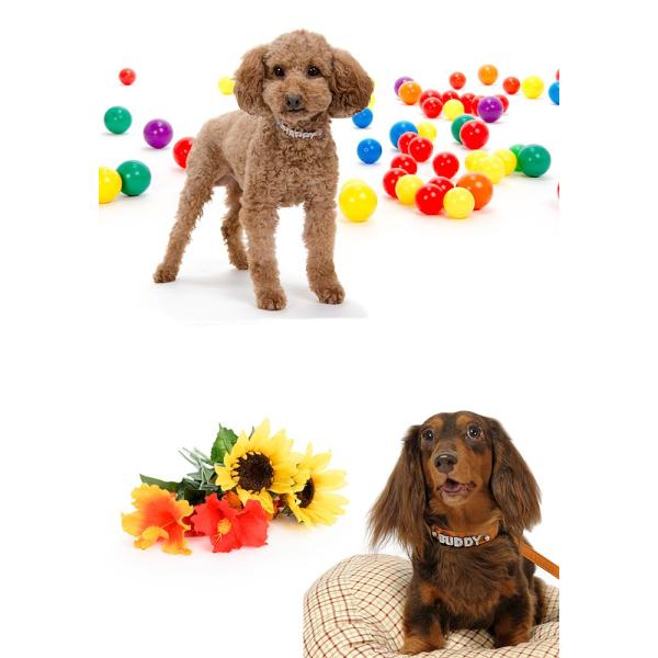 犬首輪名前入りおしゃれ革小型犬中型犬犬首輪犬の首輪ラインストーン Buyee Buyee 提供一站式最全面最專業現地yahoo Japan拍賣代bid代拍代購服務