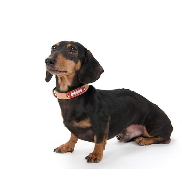 迷子札犬首輪名前入りおしゃれ革小型犬中型犬犬首輪犬の首輪イタリアンレザー Buyee Buyee 提供一站式最全面最專業現地yahoo Japan拍賣代bid代拍代購服務