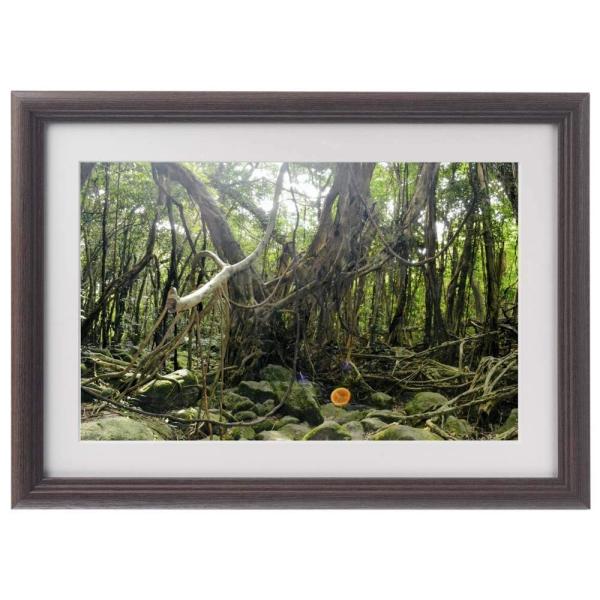 ポイント10倍 奇跡の写真 秋元 隆良 「ガジュマルの精霊（キジムナー