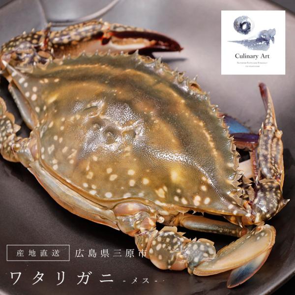 ワタリガニメス 検索ランキング注目度順 ワタリガニメス 食品