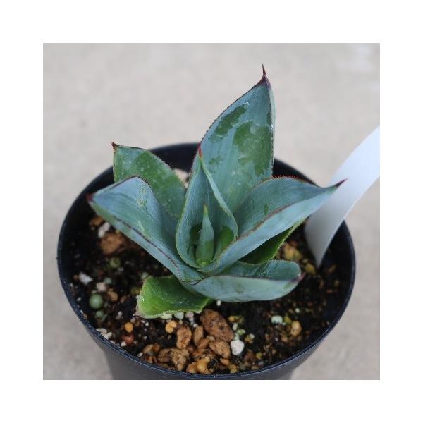 アガベ セルシーノバ(Agave celsii nova) : Cultivate Store アガベ セルシーノバ(Agave celsii nova) : Cultivate Store