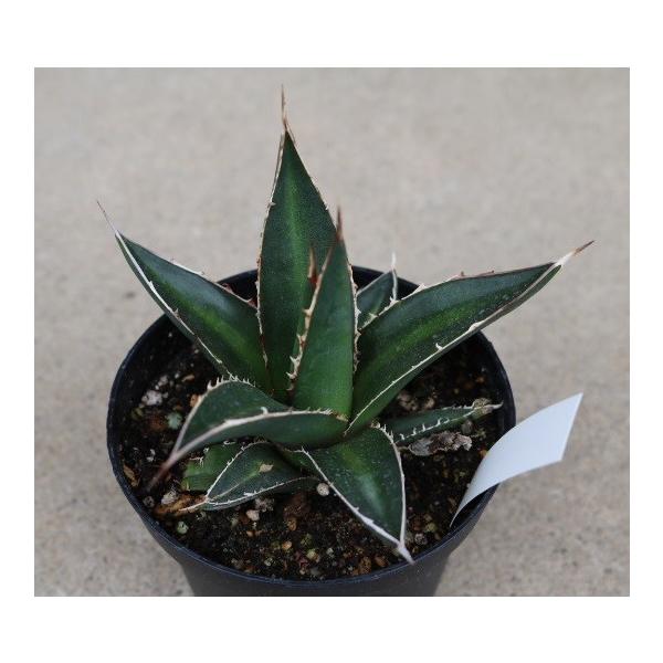 cultivate-store_agave-gh cultivate-store_agave-gh