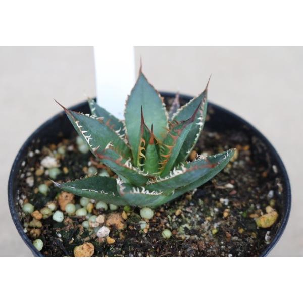アガベ ホリダ(Agave horrida ) : Cultivate Store - 通販 - Yahoo