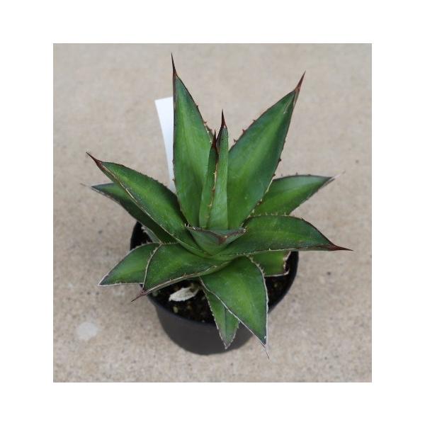 アガベ カーコビー（Agave kerchovei ） : Cultivate Store - 通販