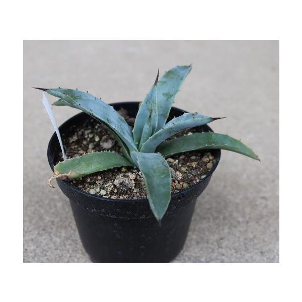 ナッツ　マクロアカンサ　リトルペンギン　アガベ アガベ マクロアカンサ リトルペンギン(Agave macroacantha
