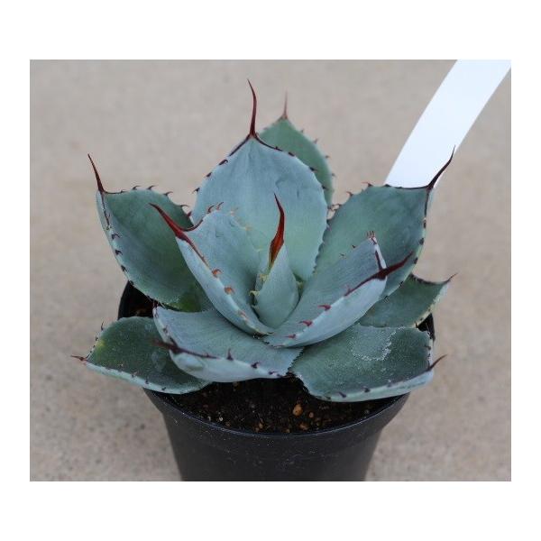 アガベ トルンカータ(Agave parryi var. Truncata ) : Cultivate Store