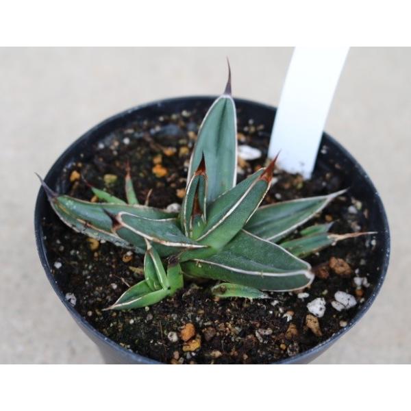 cultivate-store_agave-vf