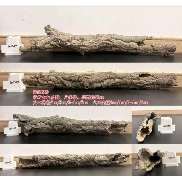 2609S09　【洗浄済】　ポルトガル産  コルク樹皮 キャノン型　コルク　バージンコルク 高品質　チランジア　ビカクシダ　着生ラン