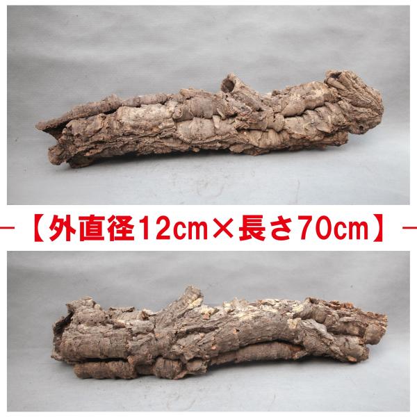 B166　ポルトガル産  コルク樹皮 キャノン型　コルク　バージンコルク 高品質　チランジア　ビカクシダ　着生ラン　両生類　爬虫類