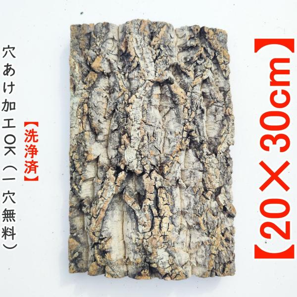 バージンコルク　コルク樹皮　筒型　着生植物　天然　ビカクシダ 楽天市場】バージンコルク コルク樹皮 筒状 シェルター ドーム Mサイズ