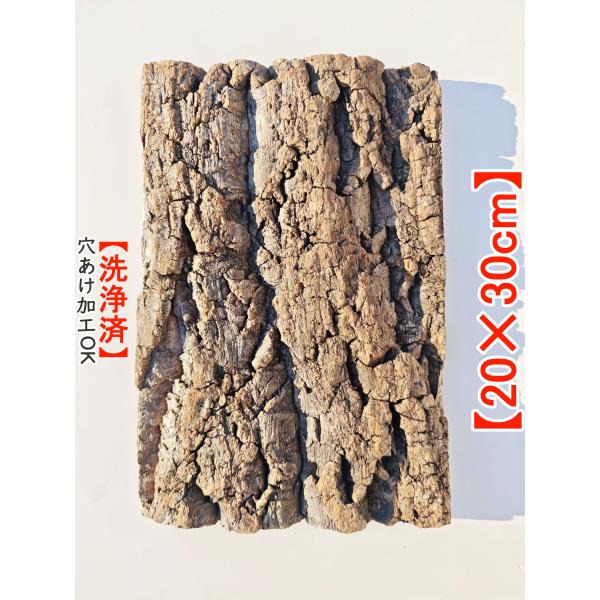 コルク樹皮　爬虫類　観葉植物　ビカクシダ 楽天市場】コルク樹皮 大きい 着生 ビカクシダ 蘭 エアプランツ 爬虫類