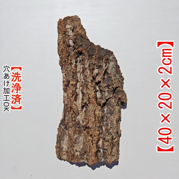 c7113  お買得品 洗浄済 コルク樹皮 コルク板  水槽用 チランジア ビカクシダ 着生ラン 両生爬虫類 大人気