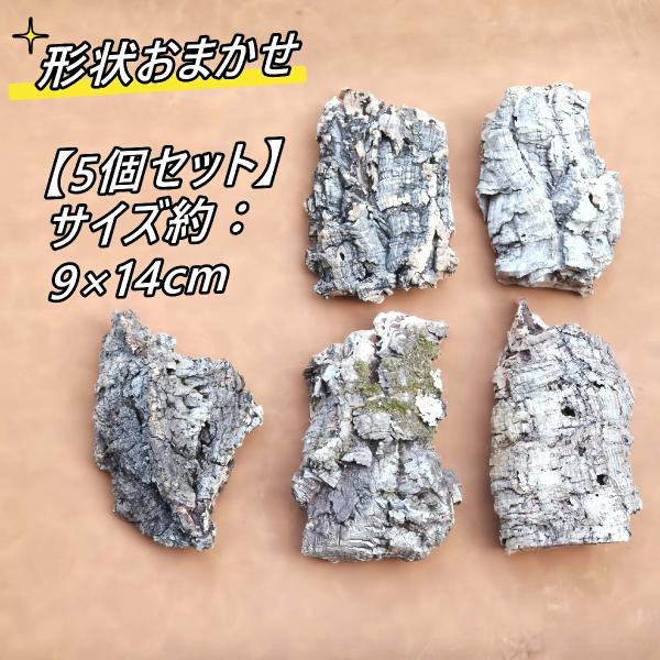 ポルトガル産　高品質　厚めコルク樹皮　お任せ5個セット　コルク板　バージンコルク　チランジア　ビカクシダ　着生ラン