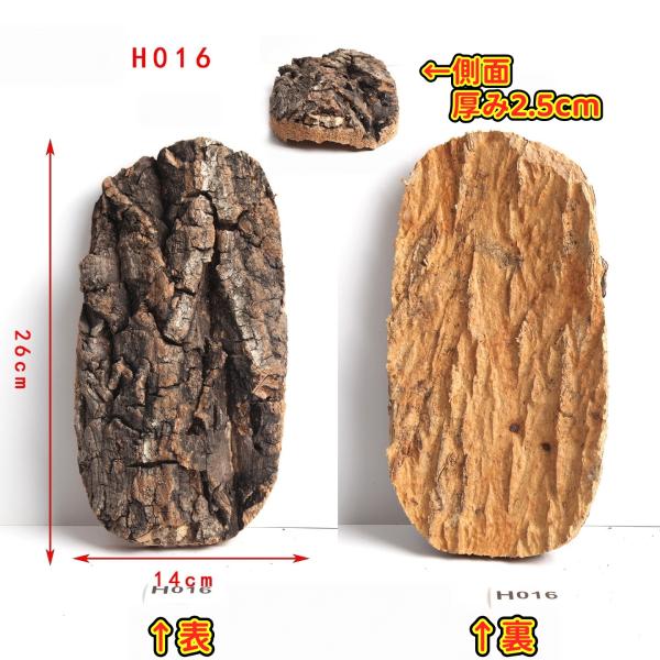H016　高品質 コルク樹皮 コルク板　バージンコルク チランジア　ビカクシダ　着生ラン　両生類　爬虫類 インテリア
