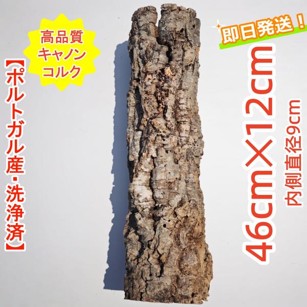 k005 お買得品 洗浄済 ポルトガル産 キャノン型 コルク樹皮 バージンコルク 板付 チランジア ビカクシダ 着生ラン 両生類 爬虫類