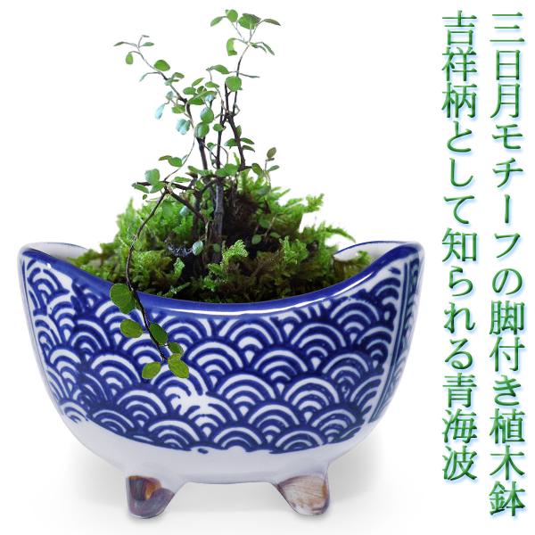 植木鉢 陶器 三日月 脚付き おしゃれ 和風(青海波)山野草 苔玉 多肉