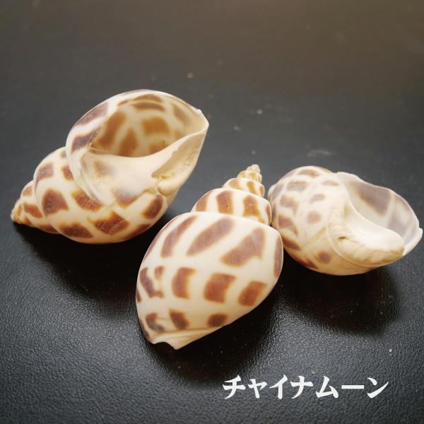 テクスチャ材 貝 ヒトデ サンゴ*商品は1パックのお値段です。ご注意：モニターの発色の具合によって、実際のものと色が異なる場合がございます。