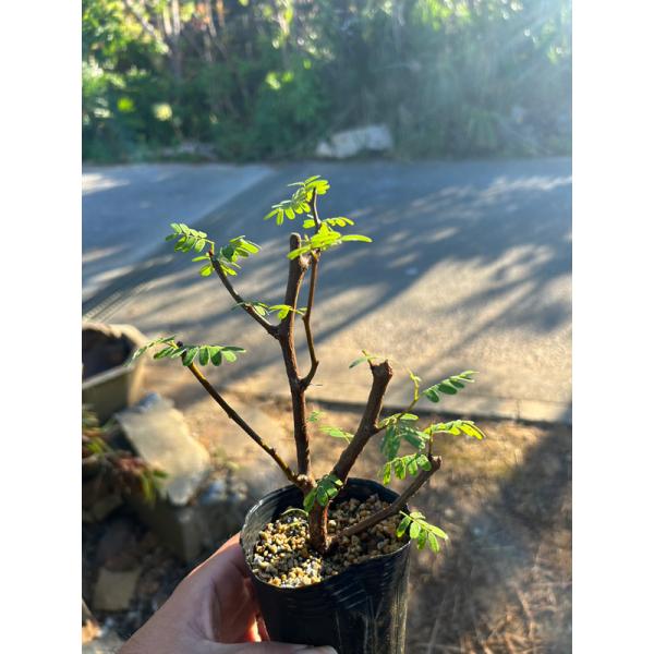 マダガスカル原産。コブ状の枝がワイルドで特徴的。暗くなると葉が閉じ明るくなると葉を開く、就眠運動をします。黄色い花を咲かせますが滅多に見られません。こちらはSサイズ（枝差し）となります（約H20×W10cm)植物の育成方法については、ご質問...