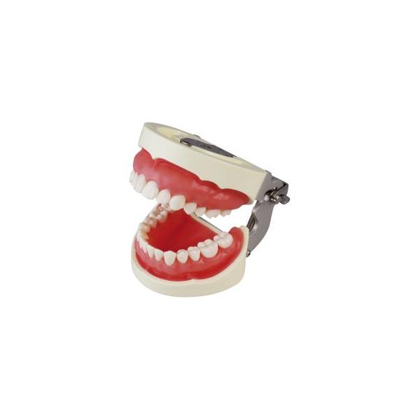 補綴修復用顎模型(NISSIN DENTAL MODEL) (D16FE-500A(GSF)-QF