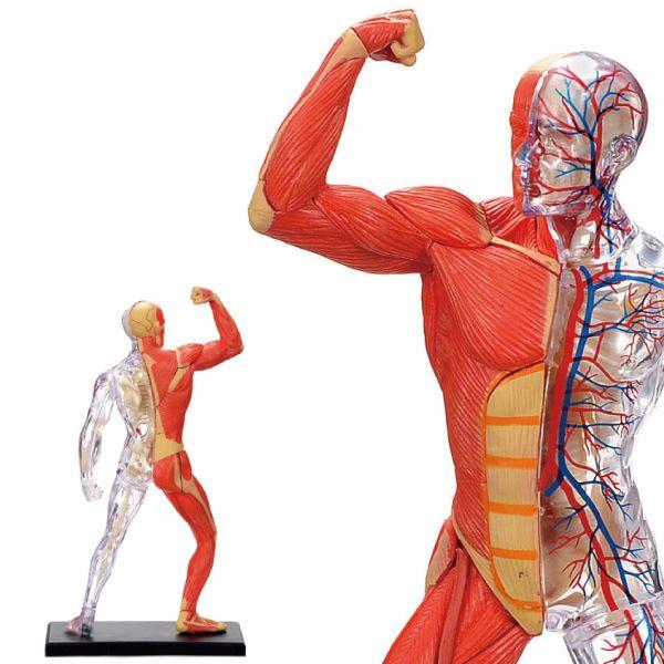 人体解剖模型筋肉 骨格モデル4d Human Muscle Skeleton Model Buyee Buyee 提供一站式最全面最專業現地yahoo Japan拍賣代bid代拍代購服務