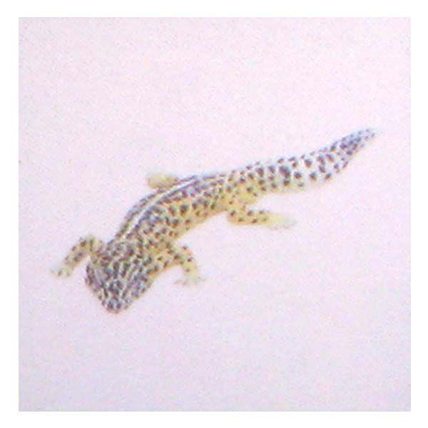 t^Cm `RGbO ybgRNV 2e 064FqEgJQhLim[}j ͒ H ܂ tBMA