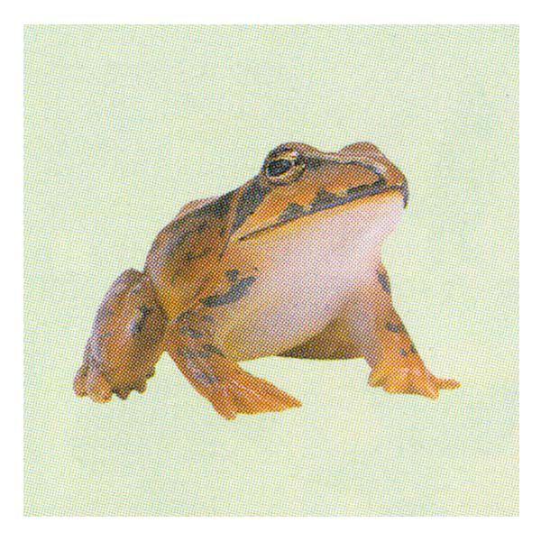 t^Cm `RGbO {̓RNV 5e 125FjzAJKG  H ܂ tBMA