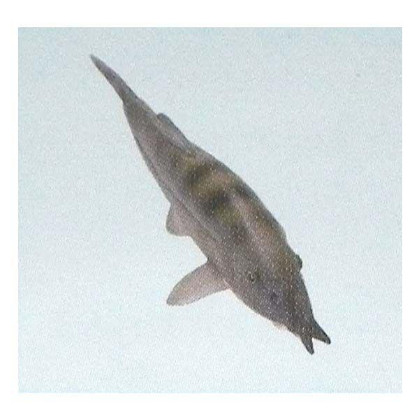 t^Cm `RGbO {̓RNV 5e 132FAhL  H ܂ tBMA