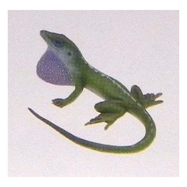 t^Cm `RGbO {̓RNV 5e 142FO[Am[ gJQ ঒ H ܂ tBMA