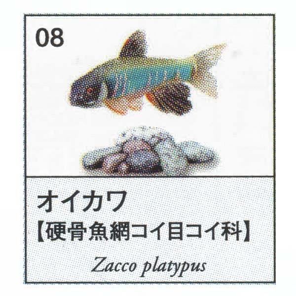 F}ӃV[Y5 FW}1 ICJ [W K`| `RGbO tBMA