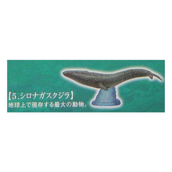 nIs }OLȊCɐސ ViKXNW G|bN K`| KV| `RGbO fXNgbv tBMA