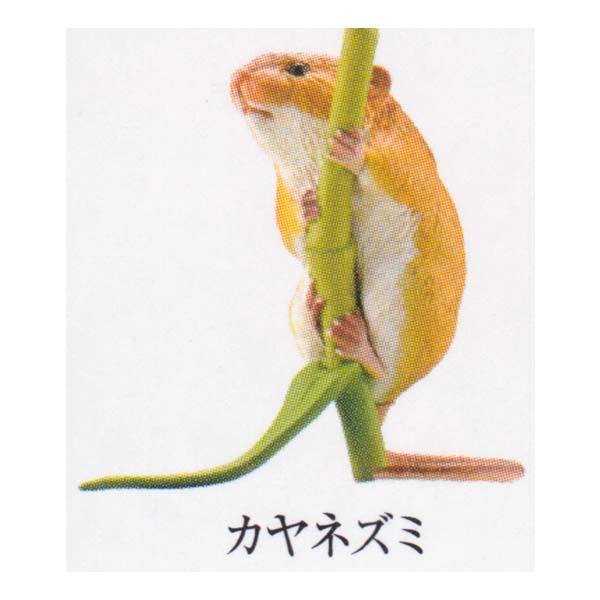 Cm JvZQ ~[WA {̓RNV 5.i/ȂÑ JlY~ K`| KV| `RGbO tBMA