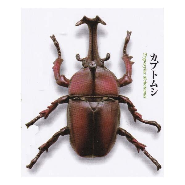 Cm JvZQ ~[WA A̐} JugV b̉l JugVS Beetles JugV K`| tBMA