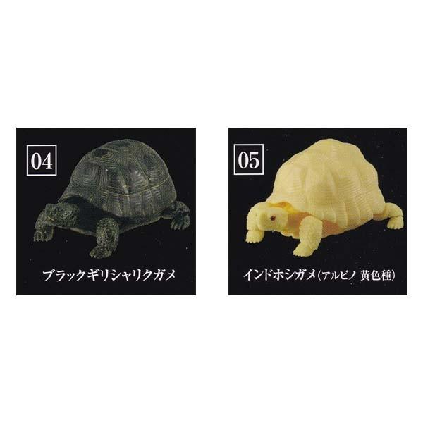 いきもの大図鑑 かめ シリーズ 第2弾 Kame 02 2種セット バンダイ ガチャポン フィギュア カメ 亀 S だいだらぼっちヤフー店 通販 Yahoo ショッピング